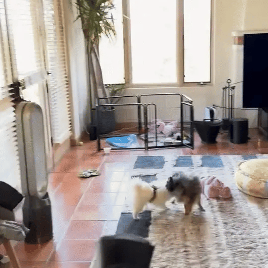 Ultrasonic Anti Bark Trainer | Safe Sound Correction Device for Dogs