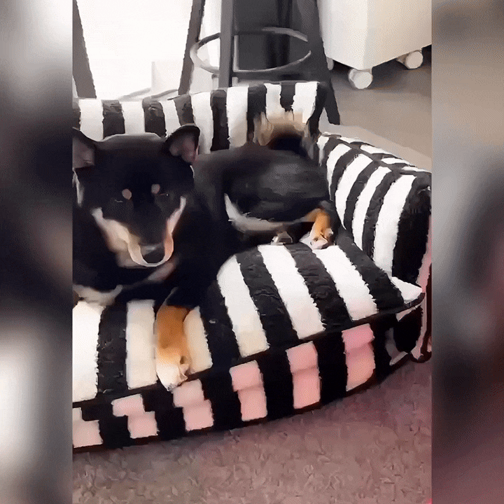 Orthopedic Pet Sofa | Washable Pet Couch with Raised Edges & Cozy Fleece Layer