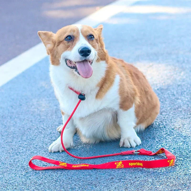 2-in-1 Slip Leash and Collar | Adjustable Training Lead for Dogs