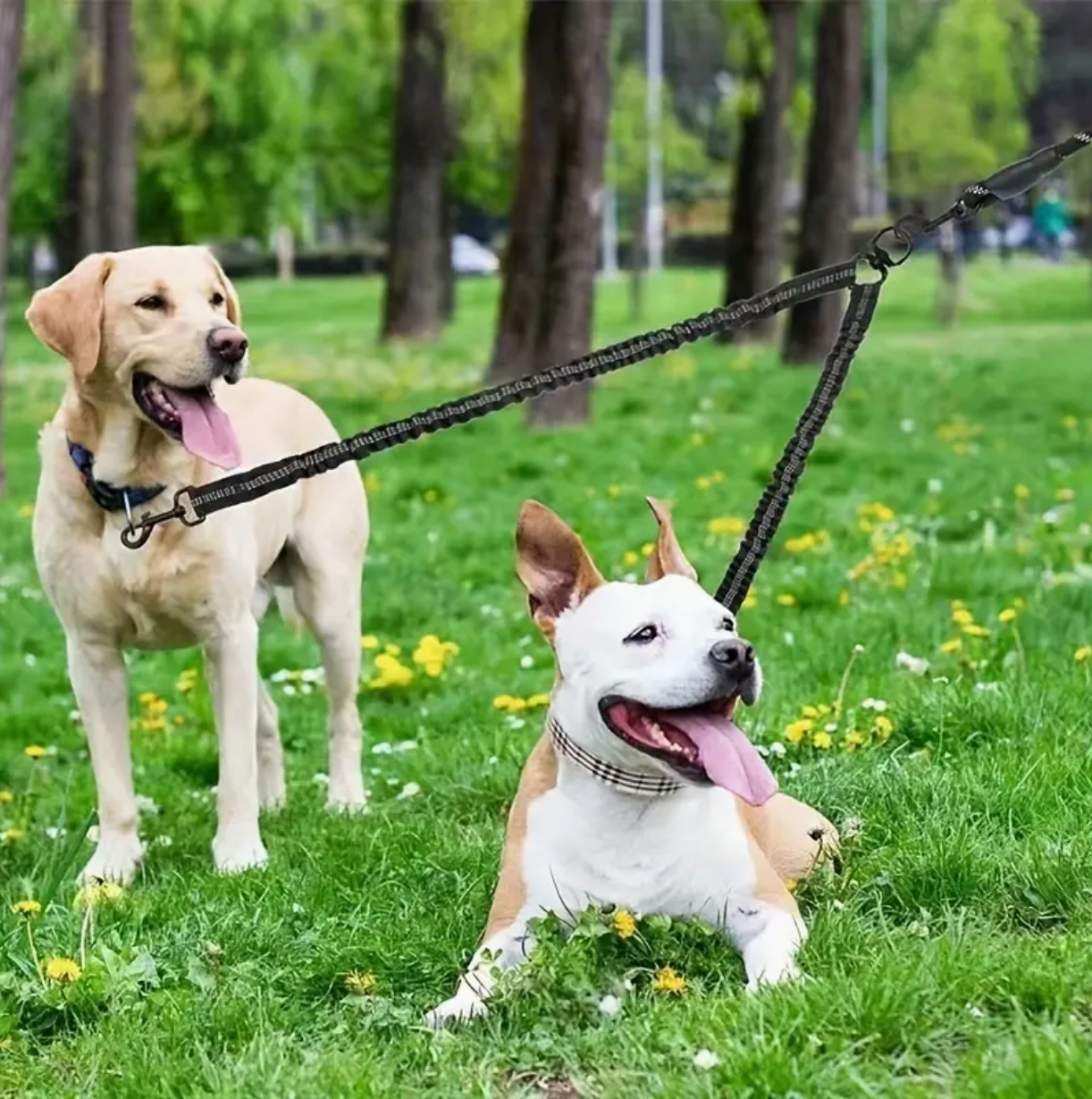 Two-Dog No-Pull 360° Swivel Leash | Tangle-Free Dual Dog Lead