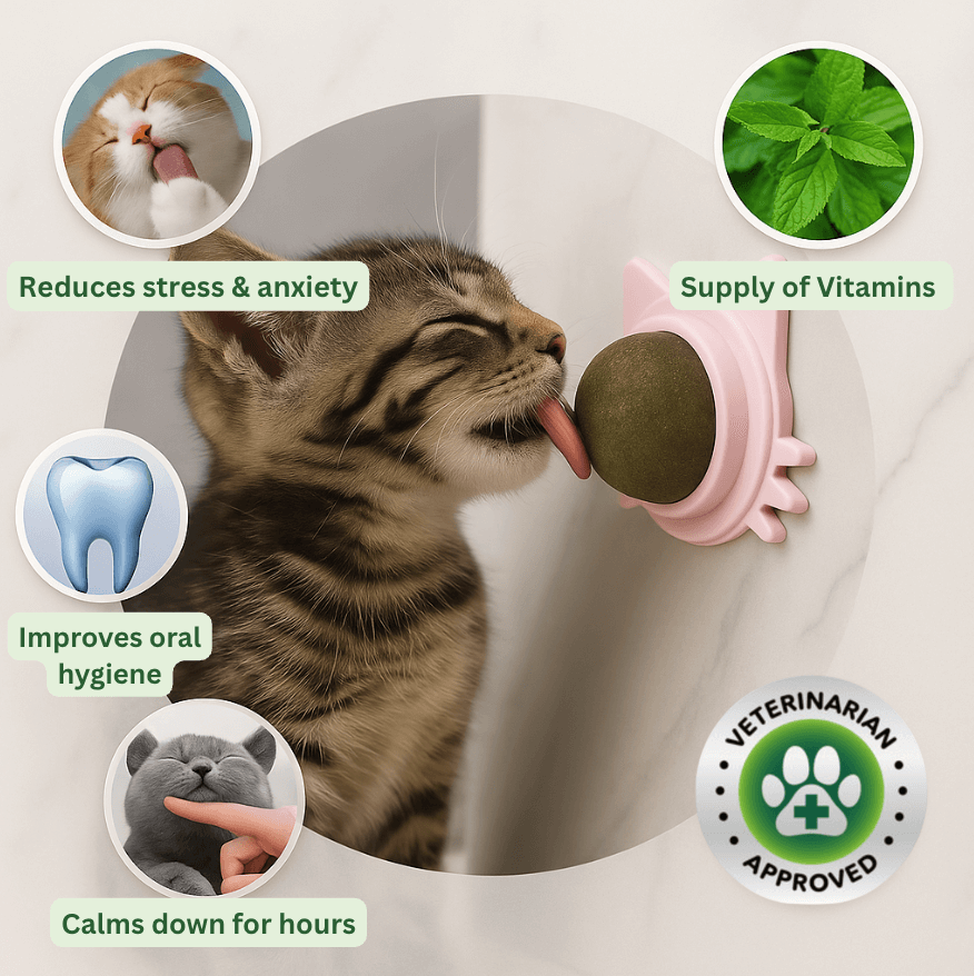 Catnip Therapy Ball | Wall-Mounted Cat Toy – Stress Relief & Play